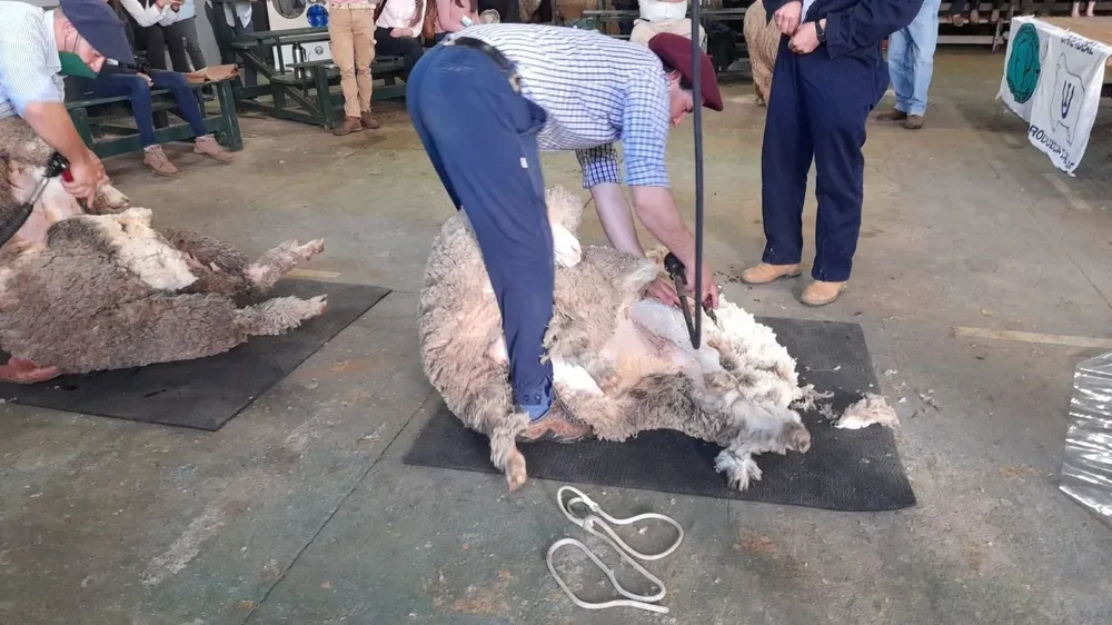 La esquila se realizó en el Galpón 6 de la Rural del Prado.