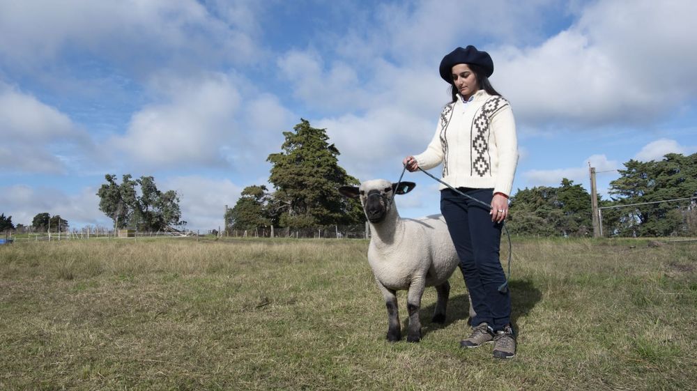 El Hampshire Down de la Escuela Agraria de Montes.