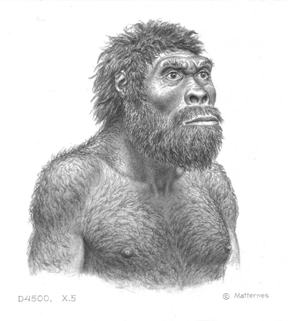 Reconstrucción del Homo erectus de Dmanisi