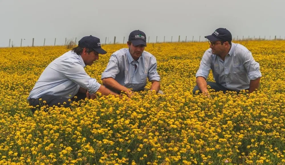 Ing. Agr. Alfonso Pereira, Ing. Agr. Alfonso Inciarte e Ing. Agr. Ignacio Quintans en una plantación de Calvase.