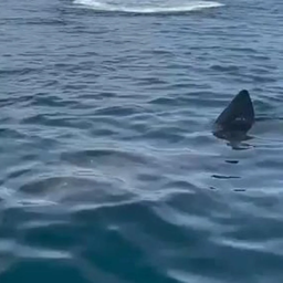 El imponente tiburón peregrino de 8 metros en la costa de Marbella.