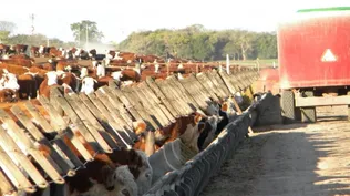 Se puso en marcha el mercado de futuros de novillo gordo