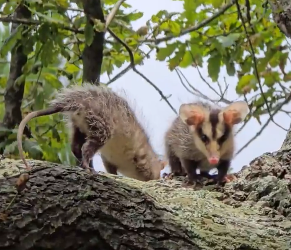 Alternatus Uruguay﻿ liberó seis comadrejas