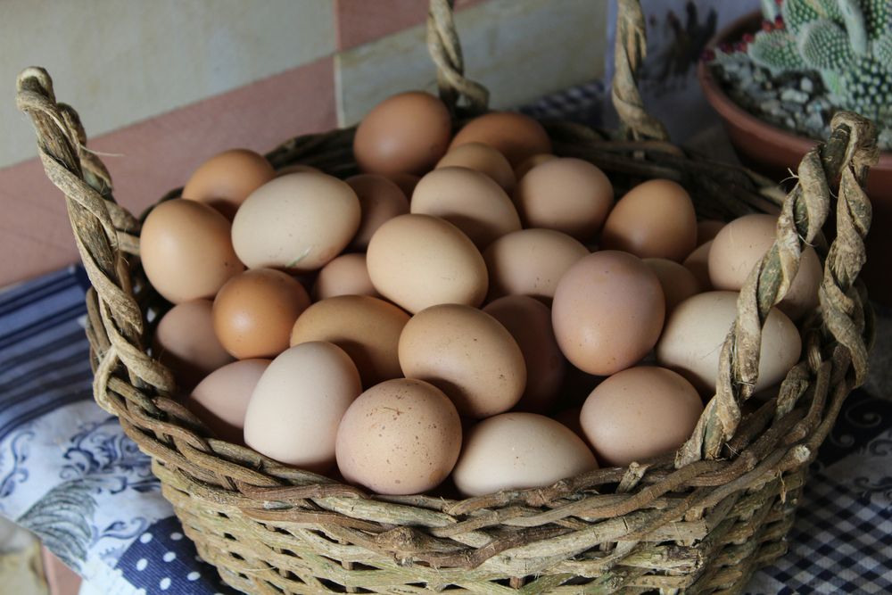 Consumir entre dos y cuatro huevos a la semana es seguro para la salud.  