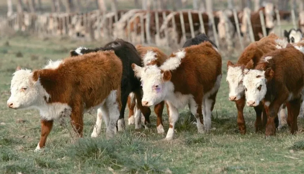Las condiciones están dadas para que el rodeo siga creciendo