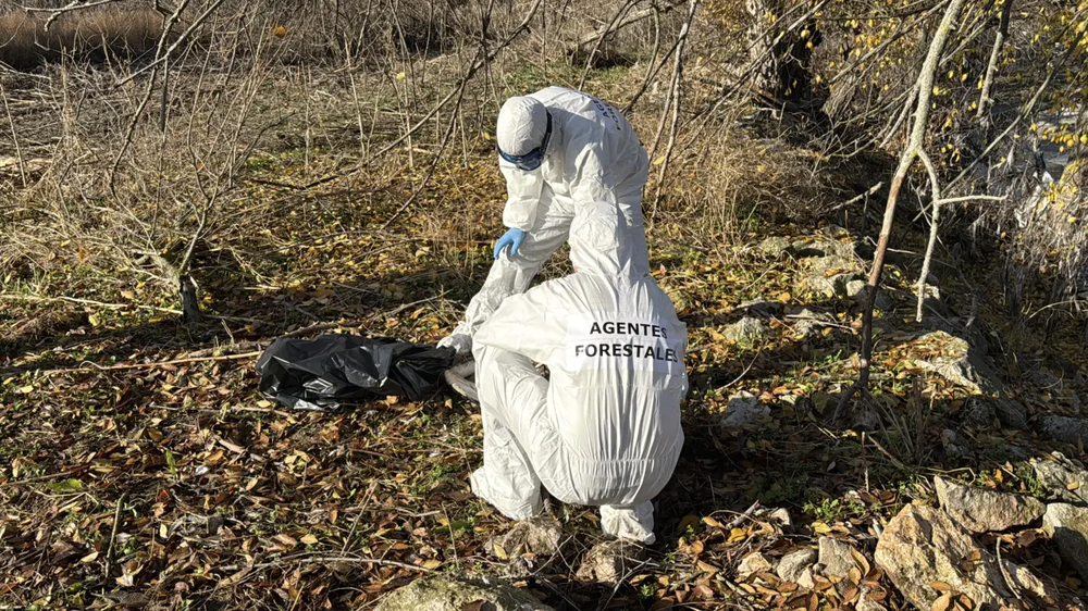 Los agentes sanitarios revisan a las cigüeñas muertas.