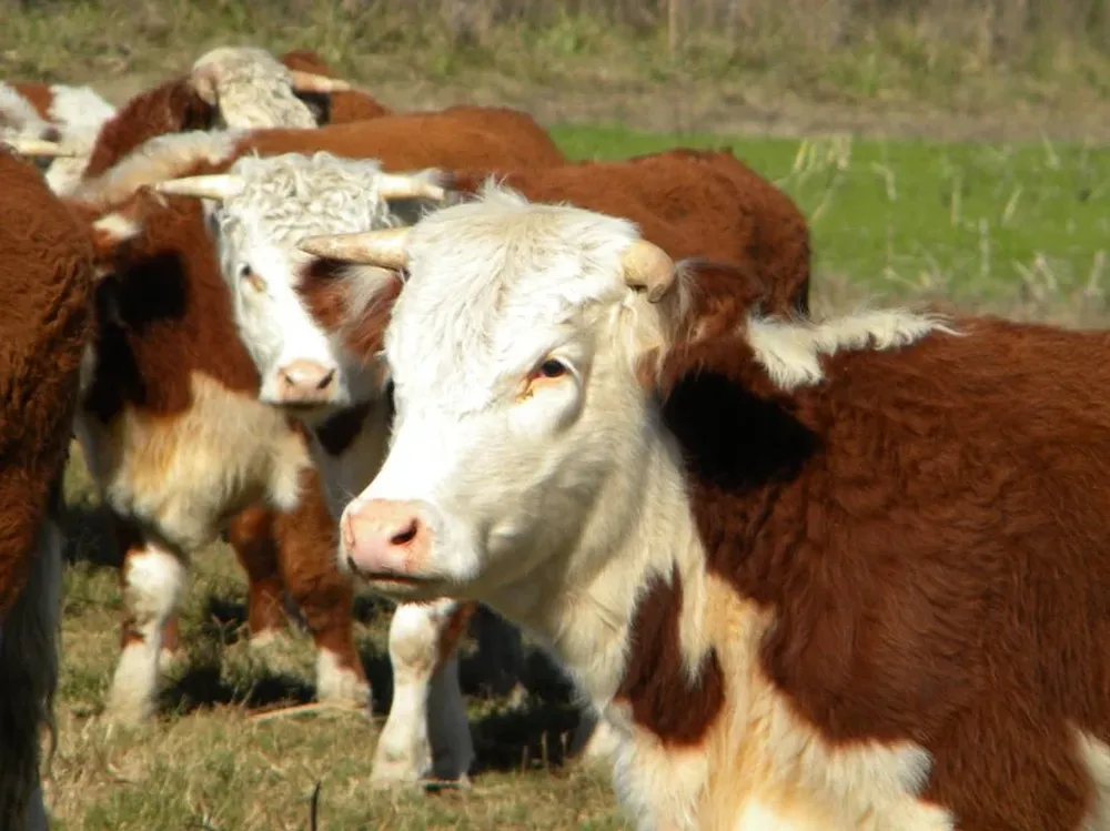 A partir de la primavera habrá un registro de ventas de los productos veterinarios por establecimiento