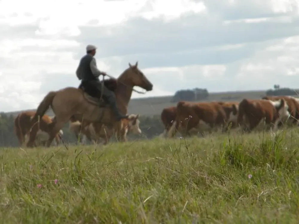 Mujica pretende gravar los predios superiores a 2.000 hectáreas