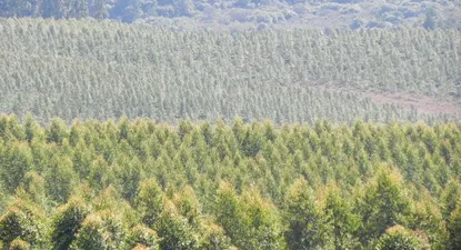 Uruguay lidera ranking de rentabilidad de AFAP en la región, según estudio