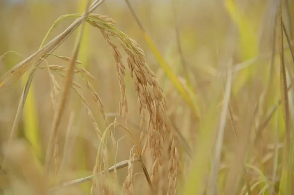 Los productores arroceros aspíraban a una siembra menor para evitar sobrestock