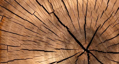 La forestación, la única razón para nuestro balance negativo de carbono como país