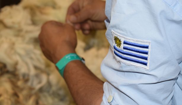 Clasificación de lanas.