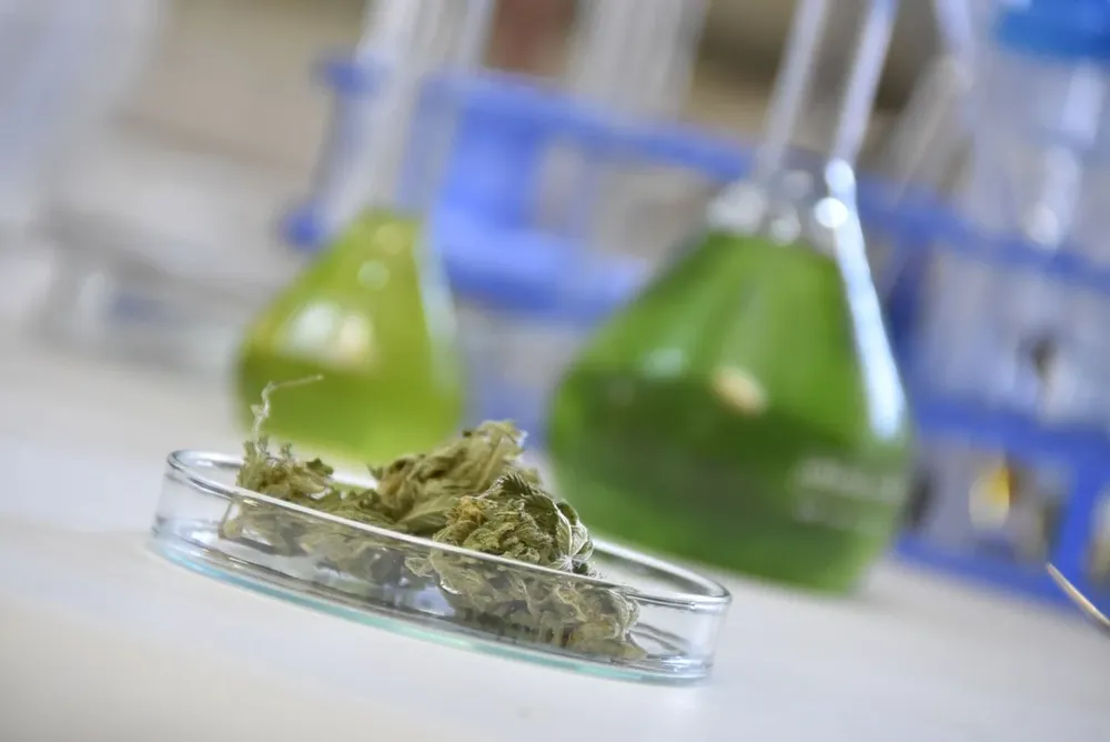 Las formulaciones magistrales a base de cannabis deben ser prescriptas por médico tratante