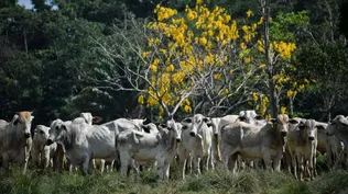 El gobierno brasileño analiza la situación sanitaria ante posible caso de vaca loca.