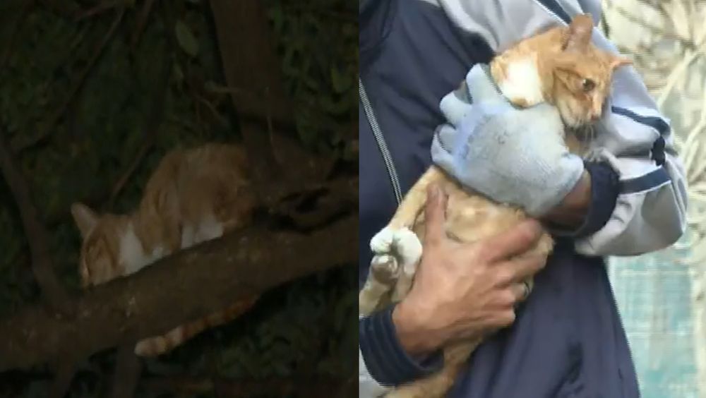 El gato que estuvo atrapado dos días en un árbol&nbsp;