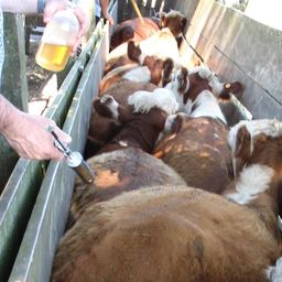 Frigorífico de Canelones fue sancionado por China: detectaron restos de garrapaticida en carne vacuna.