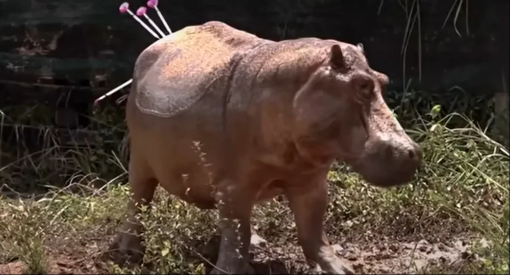 Las tres medidas para frenar la expansión de los hipopótamos son eutanasia, esterilización y traslado a países que lo pidan.