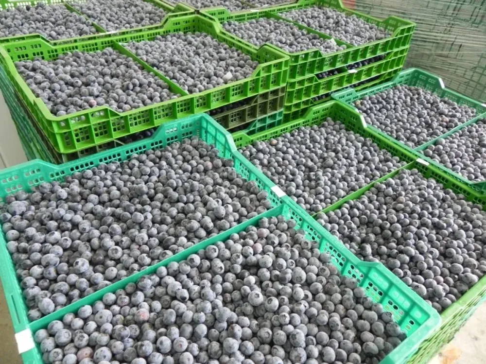 En la empresa Gamorel, de fuerte actividad exportadora, los daños son del orden del 30%.