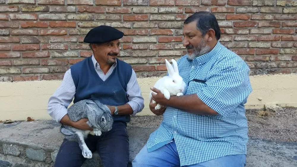 Gustavo Zícari y Hugo Piva con ejemplares Chinchilla y Neocelandés, dos razas carniceras.