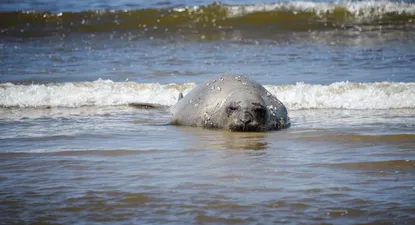Elefante marino en Buceo