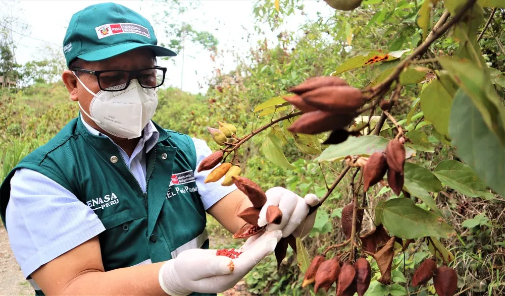 Los problemas de la agricultura peruana por el fenómeno de El Niño fueron uno de los determinantes del retroceso productivo del semestre.