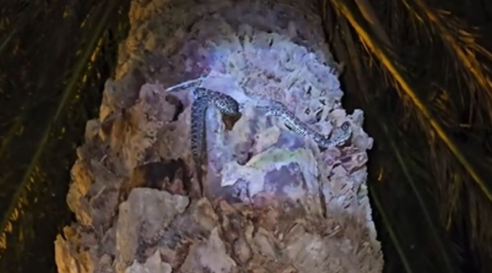 La serpiente rescatada por Alternatus Uruguay&nbsp;