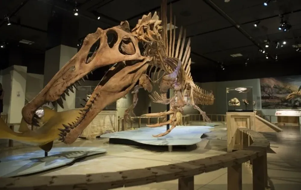 El esqueleto de un Spinosaurus