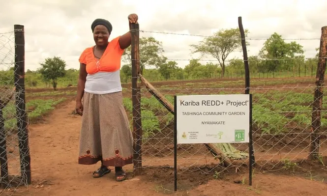 La certificadora Verra informó que uno de los primeros proyectos en el mundo vendió millones de créditos por reducciones de carbono que no son reales.