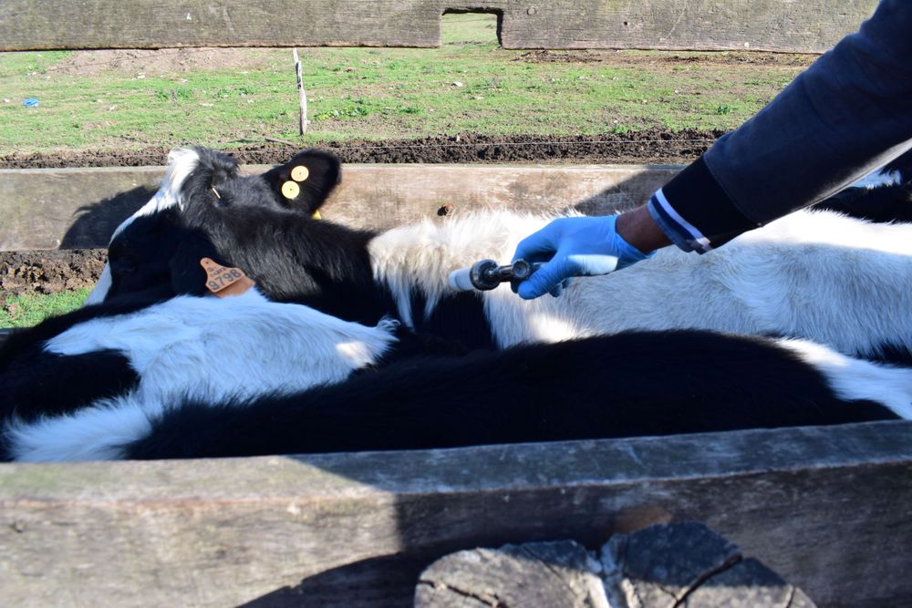 MGAP: presentaron los detalles de la vacunación contra la fiebre aftosa.