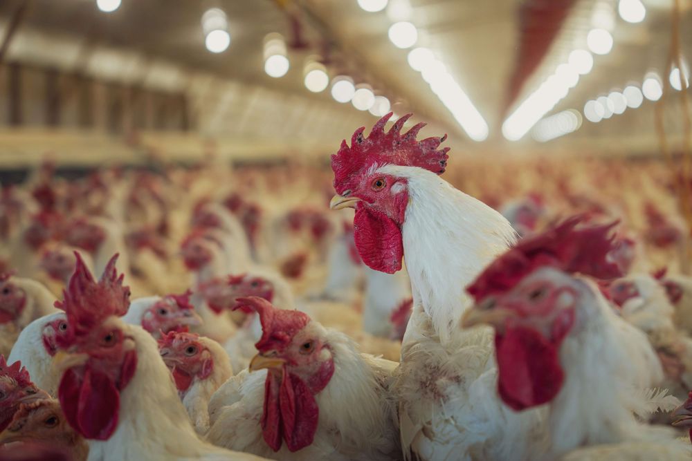 Pollo: la cámara que nuclea a las industrias avícolas cuestionó afirmaciones del expresidente del INAC, Conrado Ferber.