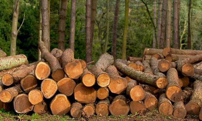 FAO publicó el informe Datos y cifras globales de productos forestales 2023.