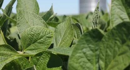 Prevén baja de precios de los alimentos a nivel mundial