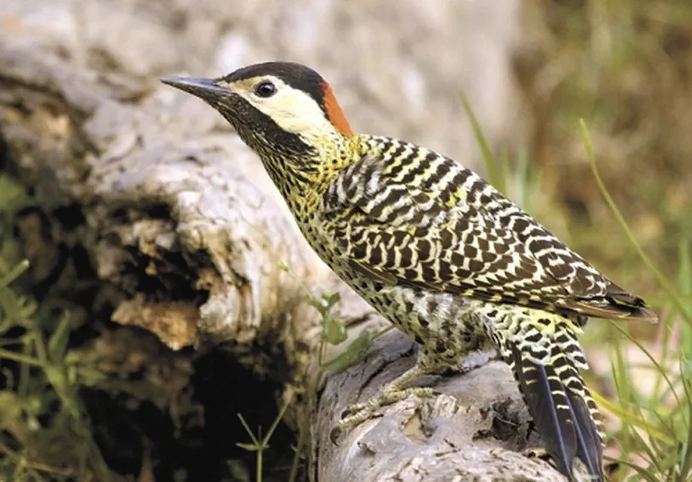 El carpintero real (Colaptes melanochloros) nidifica en huecos de árboles