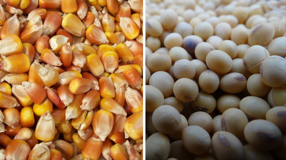 Maíz y soja: 2024/25, una campaña que quedará en la historia.