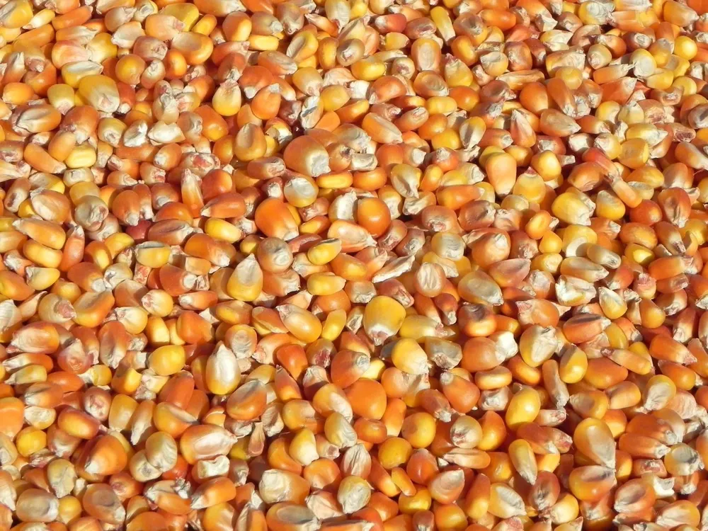 Producción de maíz en Uruguay.