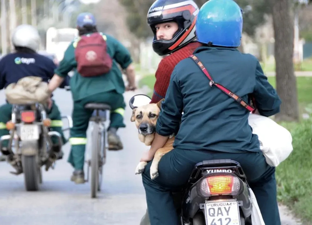 El hombre mira el tránsito y el perro viaja complacido