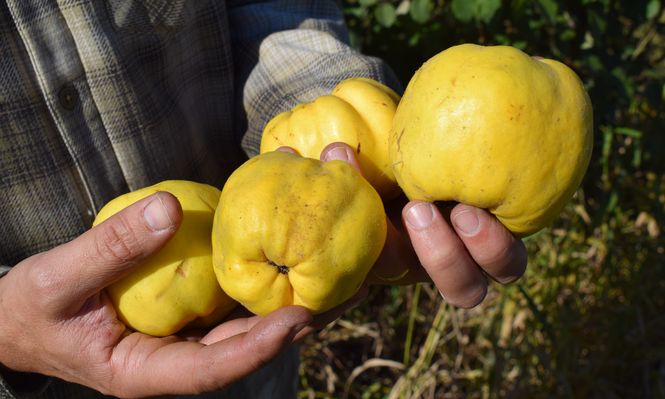 Lista Inteligente: el membrillo es uno de los rubros seleccionados.