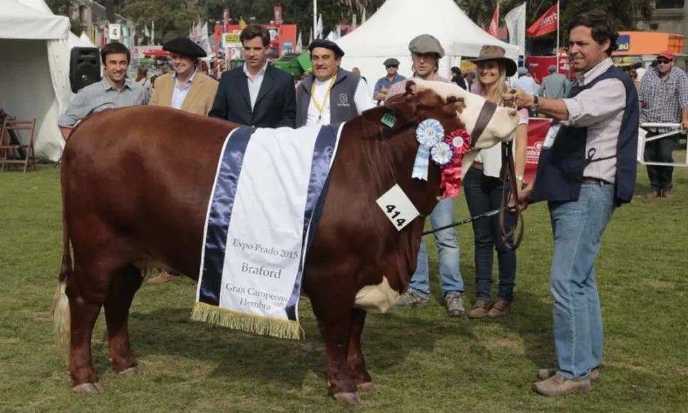El Gran Campeón de la raza Braford en la Rural del Prado.