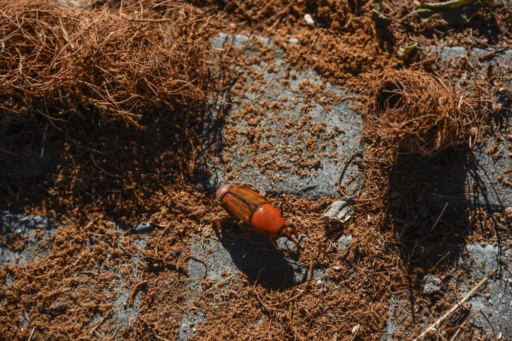 20250618 Picudo rojo