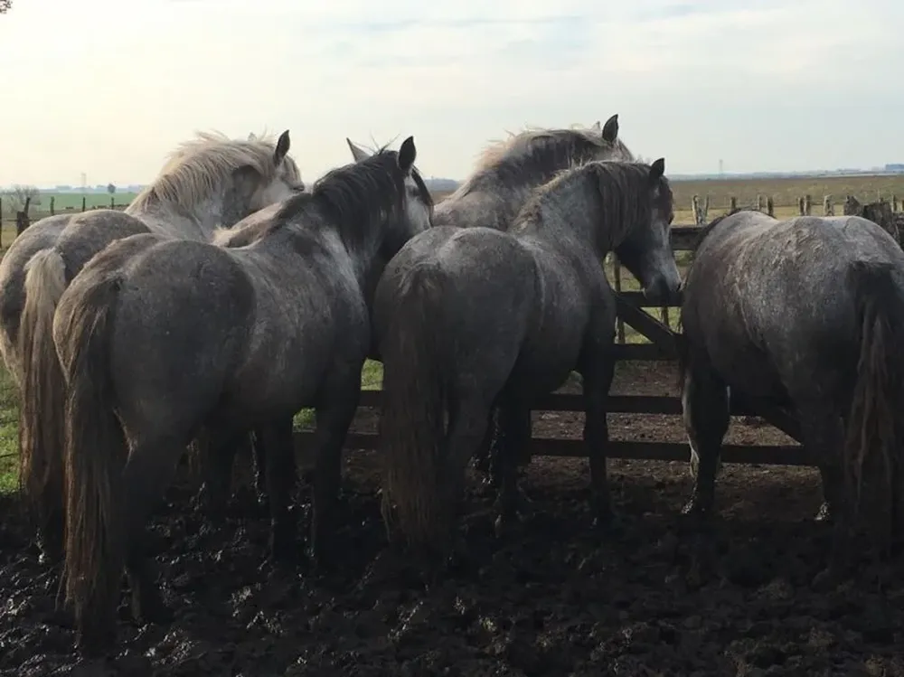 La oferta de Percherones se vendió a un precio promedio de US$ 1.245