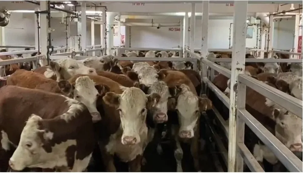Vaquillonas en el barco que partió para China.