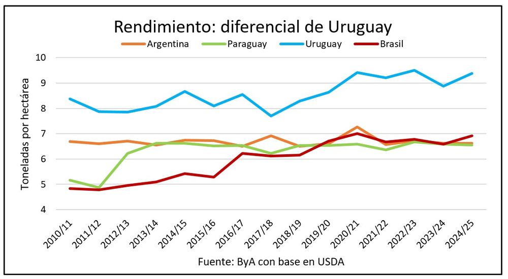 Arroz, el grano que hace que Uruguay sea visto como una potencia agrícola.