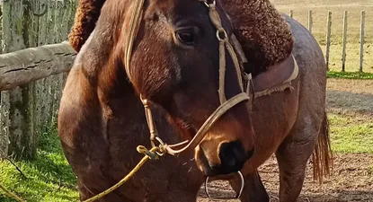 El primer remate de la cabaña Iguazú se hará online desde las oficinas de Zambrano & Cía.
