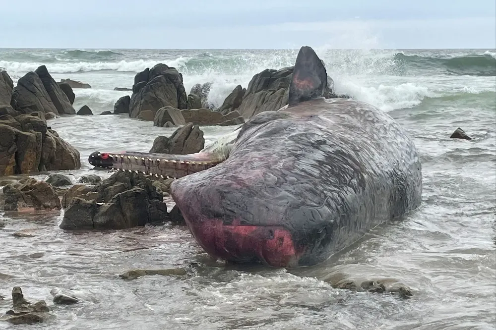 Archivo. Mueren 200 ballenas encalladas en la playa Ocean, ubicada al oeste de Tasmania, Australia