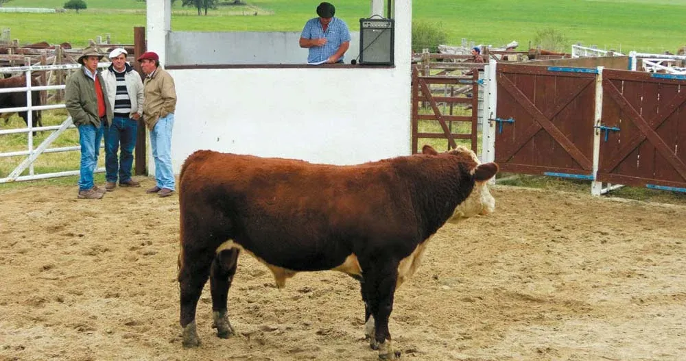 Un toro de Santa Magdalena obtuvo la mayor ganancia diaria en la prueba de Kiyú 2014/15