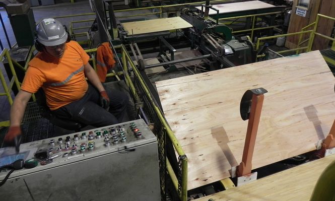 Sector forestal, en expansión, generará más empleo.