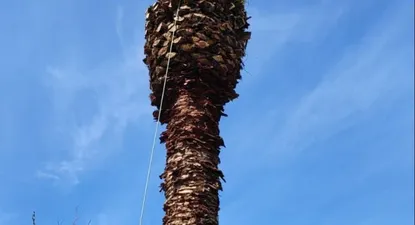 Así está la palmera del estadio de Danubio