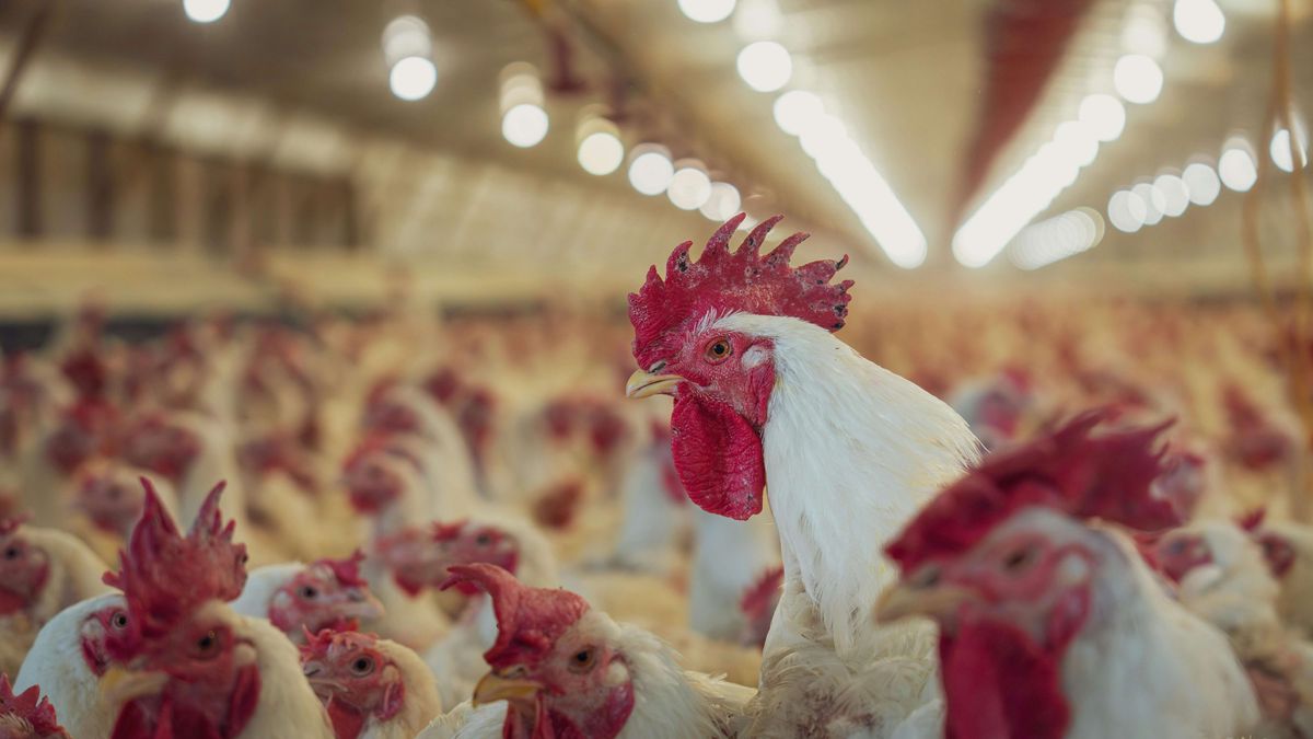 Polémica por el precio del pollo, CUPRA respondió 