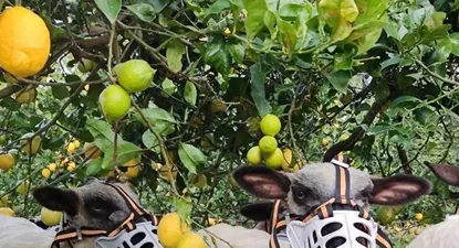 El Observador | 1680097117940.webp