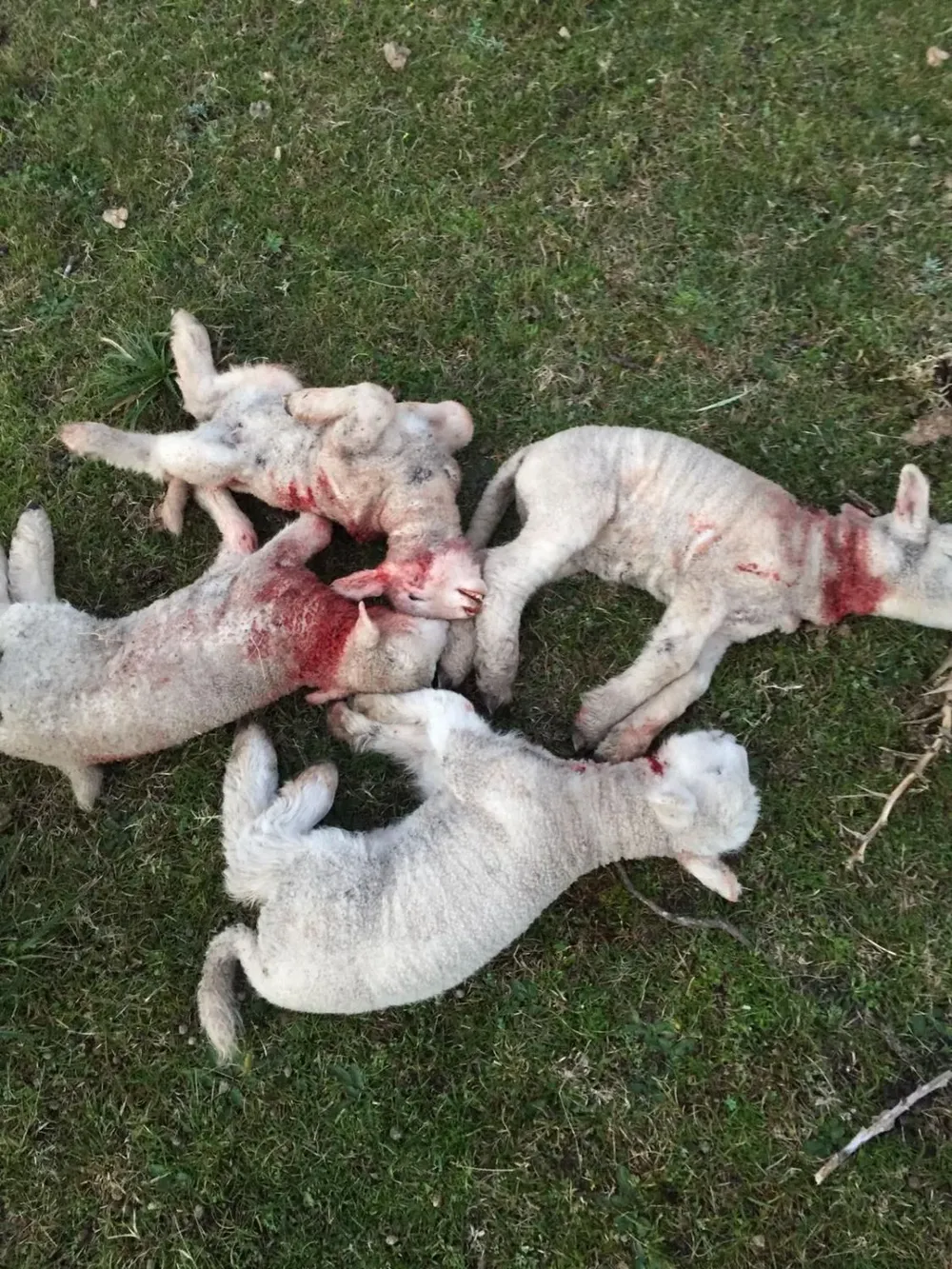 Los perros mataron nueve corderos que tenían 20 días de vida aproximadamente.